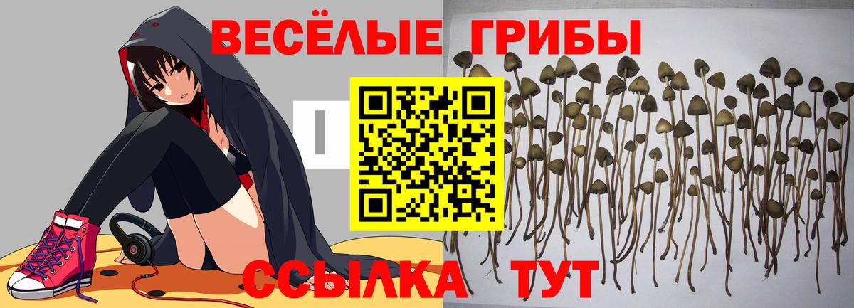 Псилоцибиновые грибы GOLDEN TEACHER  Псилоцибиновые грибы мицелий  Чехов  Вход с VPN 